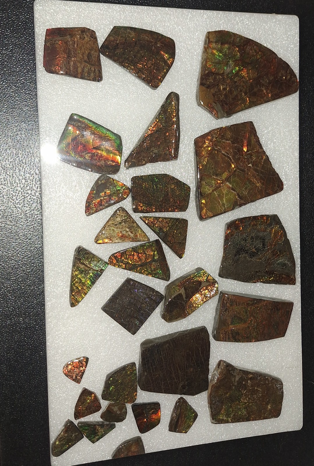 Ammolite Gem Fossil Ammonite Fragments Fr. Bear Paw Sea Formation Alberta Canada