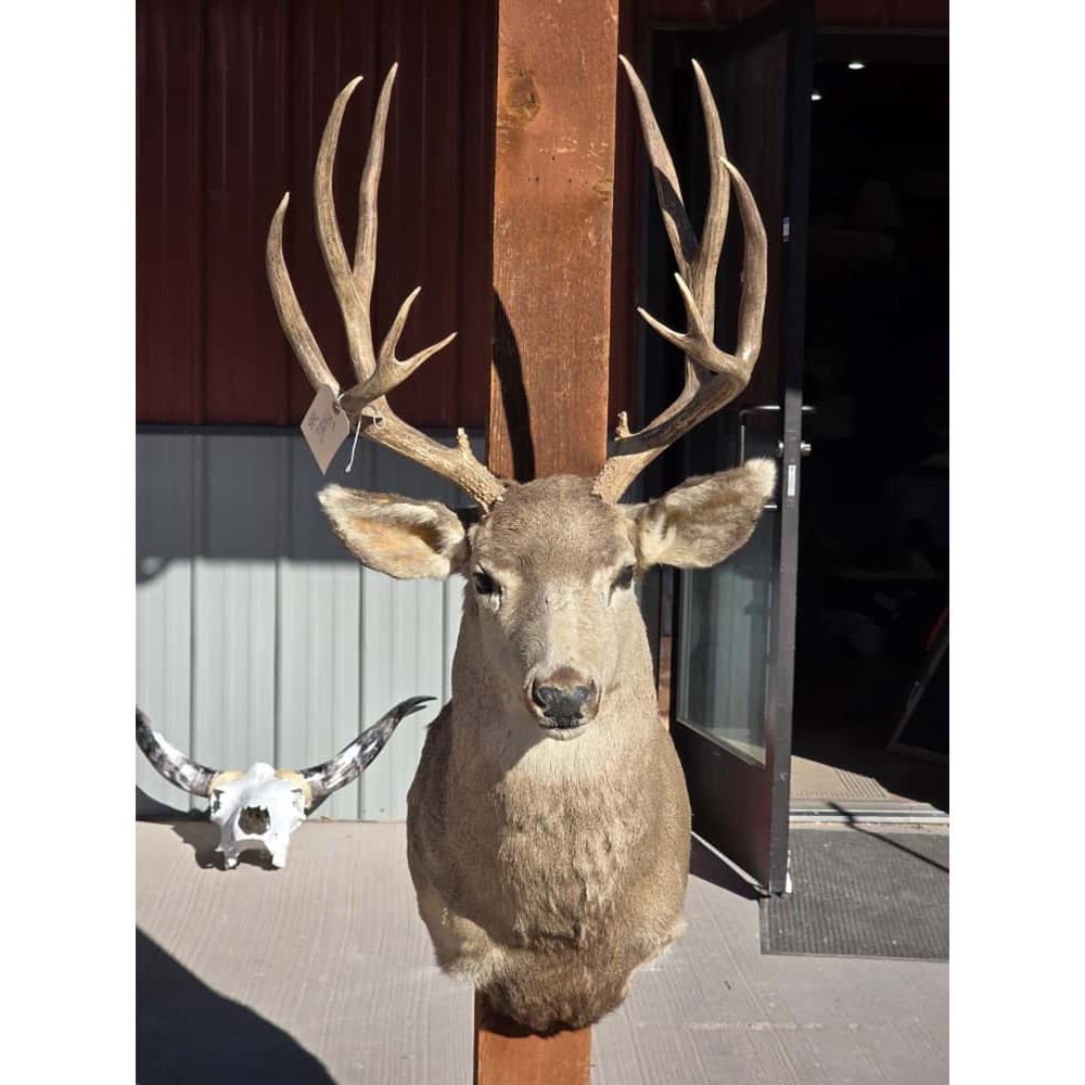 FHRAN2 - Mule Deer Head Taxidermy Mount