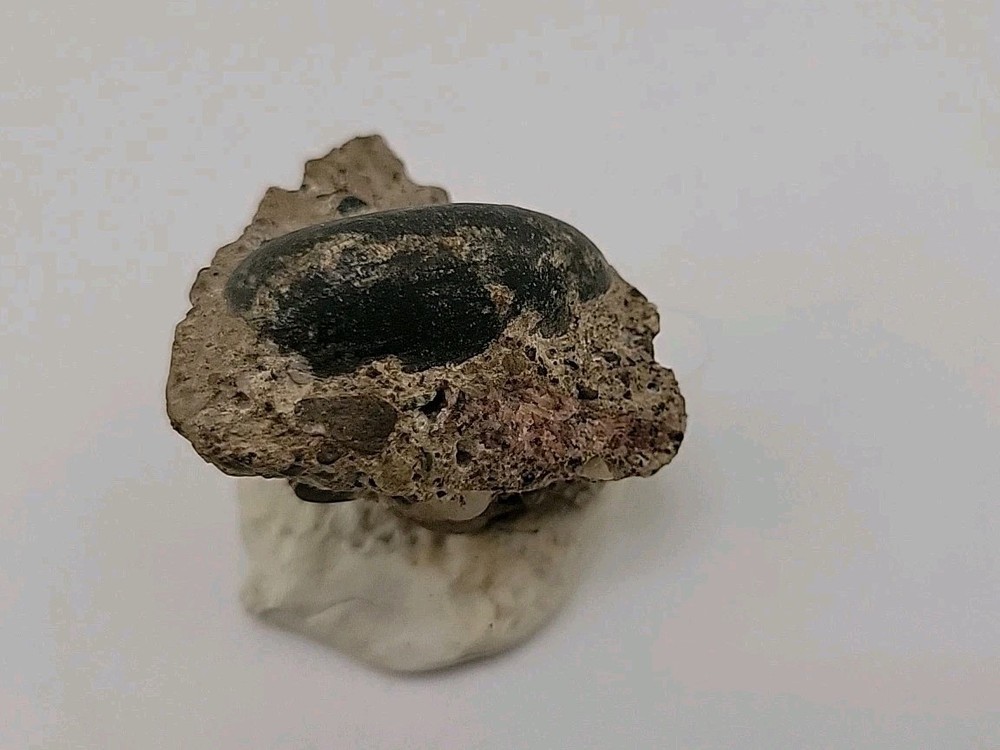 Real Permineralized Reptile Egg Fossil