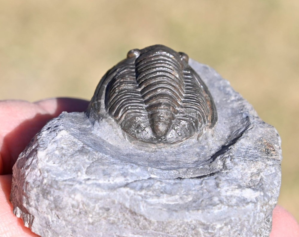 Trilobite Fossil, Cornuproetus cornutus, from Morocco #2