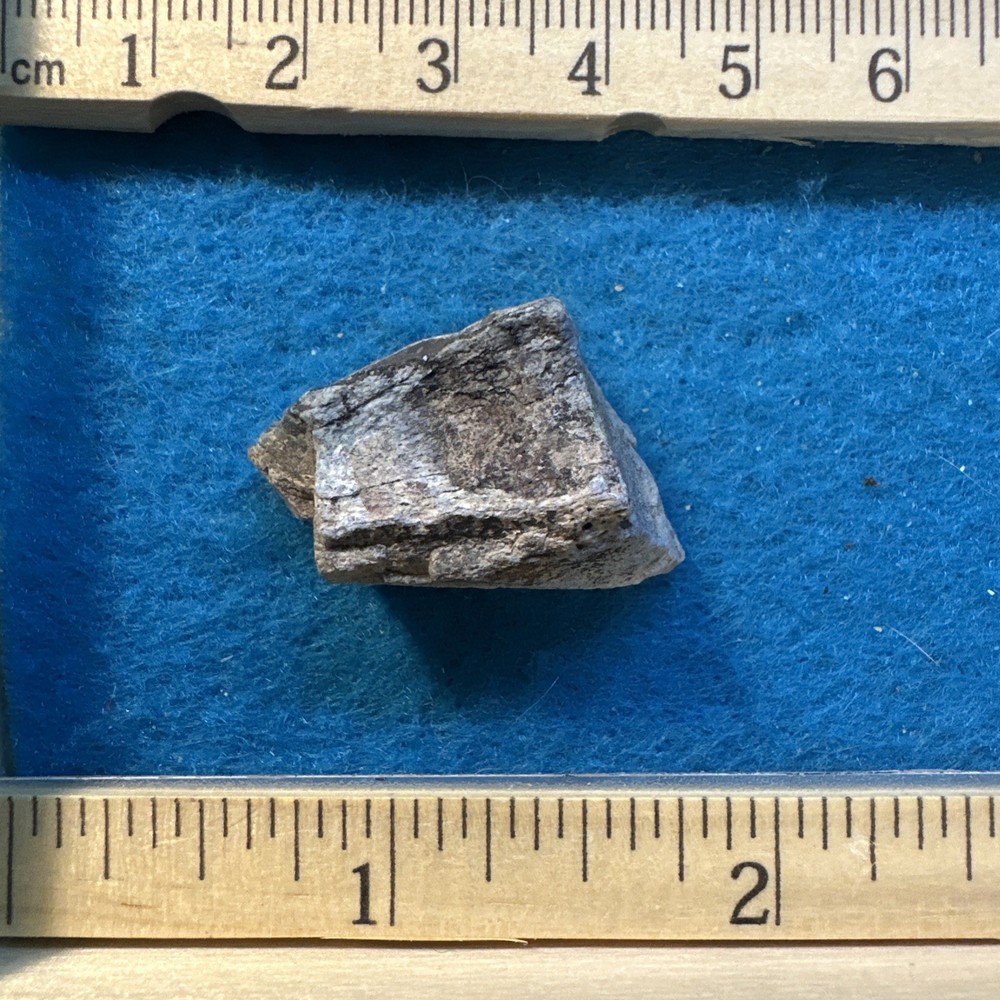 Allosaurus Extinct Dinosaur Bone Fossil with Display Case