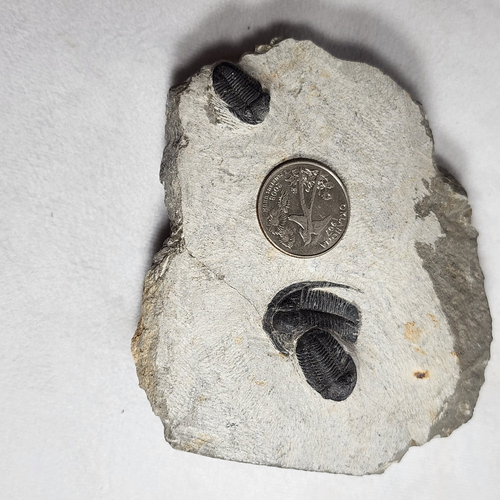 Fantastic Triple Trilobites from Morocco