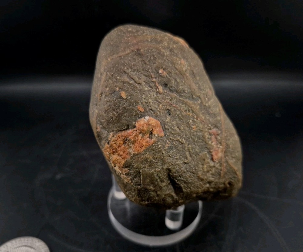 Real Permineralized Dinosaur Half Egg Embro