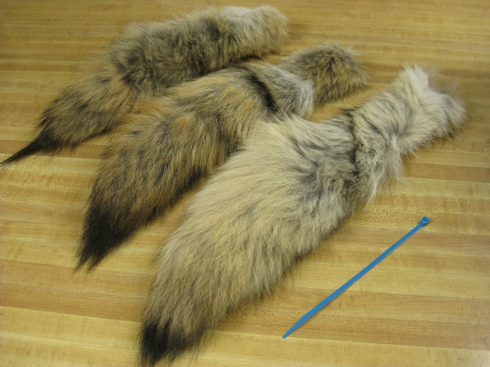 Tanned Coyote Tail # 1 Trapping Fur Coats Fur Craft Id Tag Blue