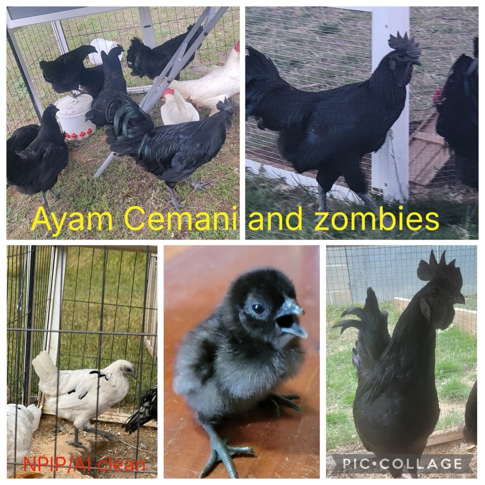 Zombie Chicken Hatching Eggs (12+)