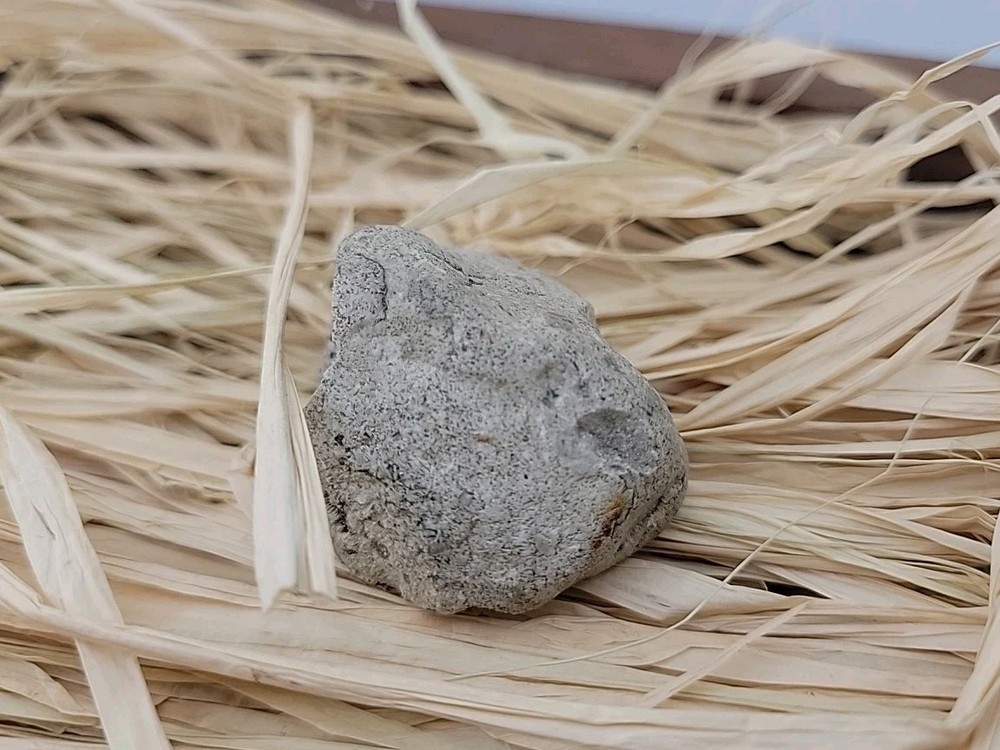 Egg Fossil Permineralized