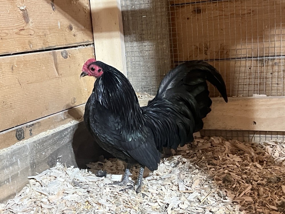 Black OEGB Hatching Eggs 10