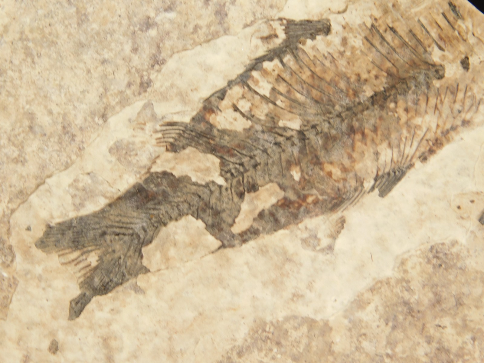 THREE! 50 Million Year Old Knightia FISH Fossils From Fossil LAKE Wyoming 355gr
