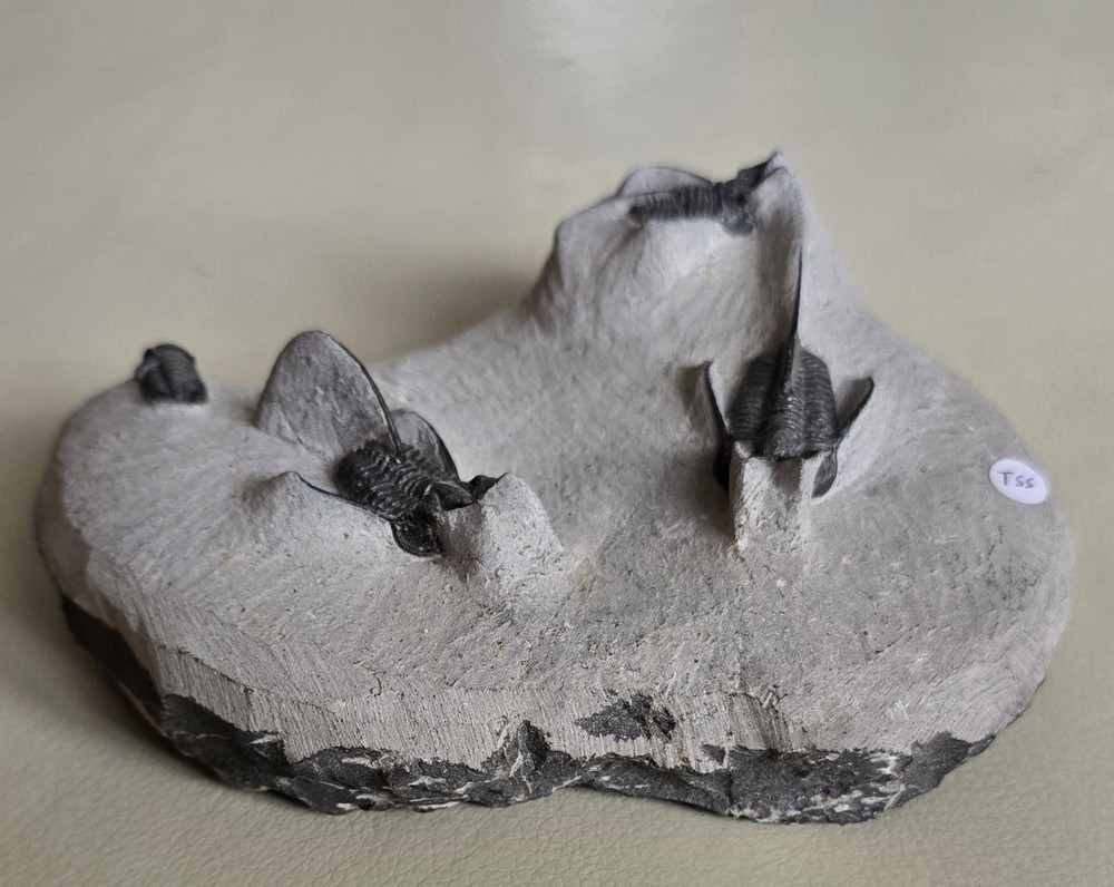 " Devil Horned " Cyphaspis Walteri Multiple With Gerastos Multi Fossils