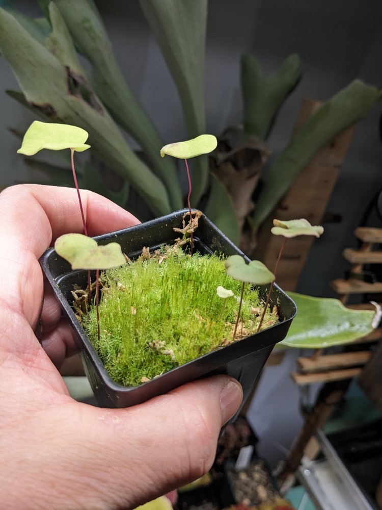 Utricularia reniformis (f. courte)