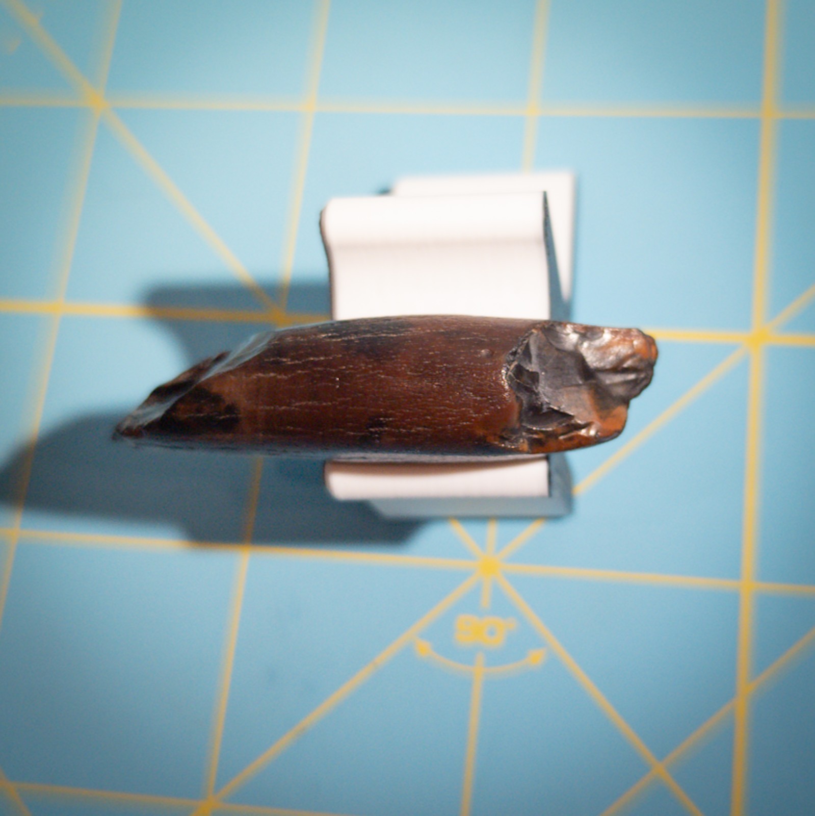 Ankylorhiza Tiedemani Fossil Tooth 2-in Giant Speartoothed Dolphin (Oligocene)