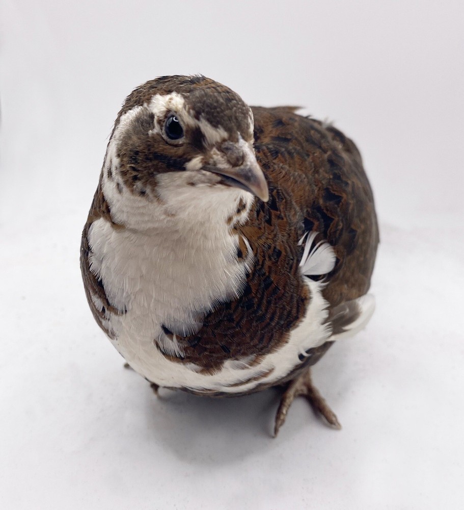 90++ Celadon Blue Coturnix Quail Hatching Eggs - Tuxedo, White, Red Range + More