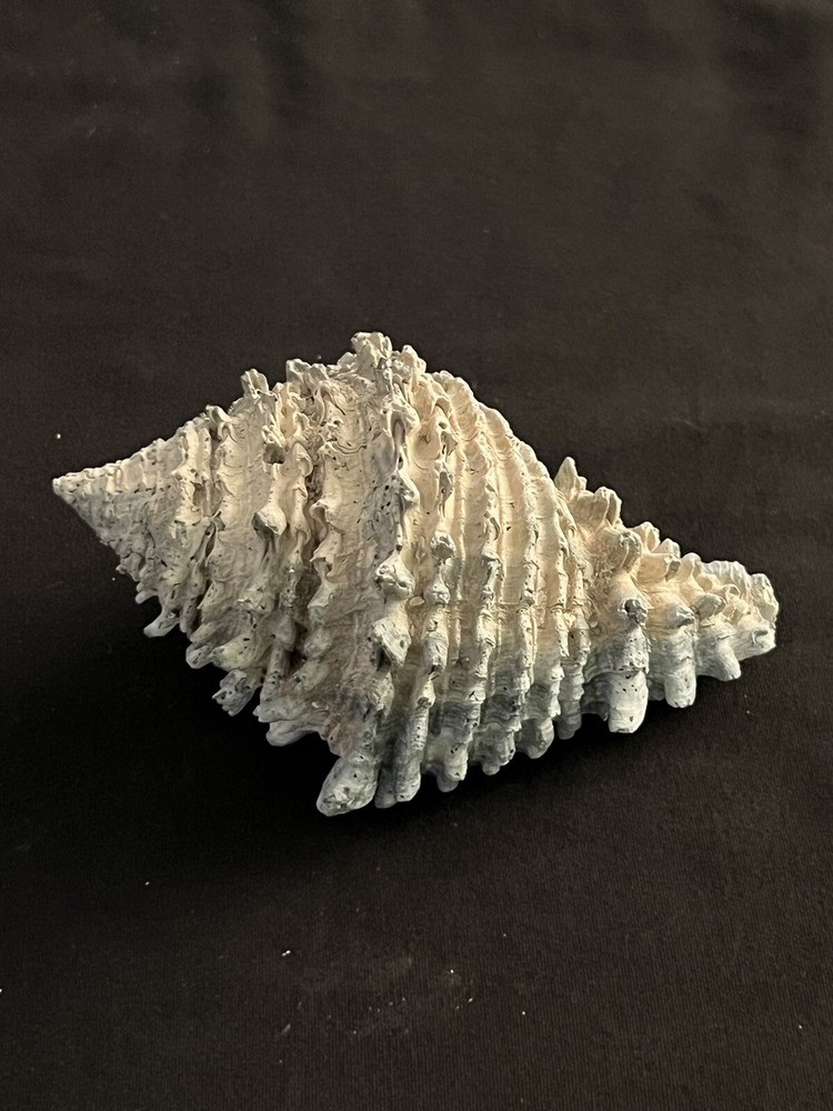 EXTINCT Fossilized VASE Shell From Central Florida & BONUS Shell.