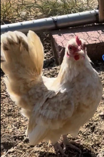 12+Ex NPIP AI CLEAN Pure Serama Micro To B Hatching Eggs MALAYSIAN & TRADITIONAL