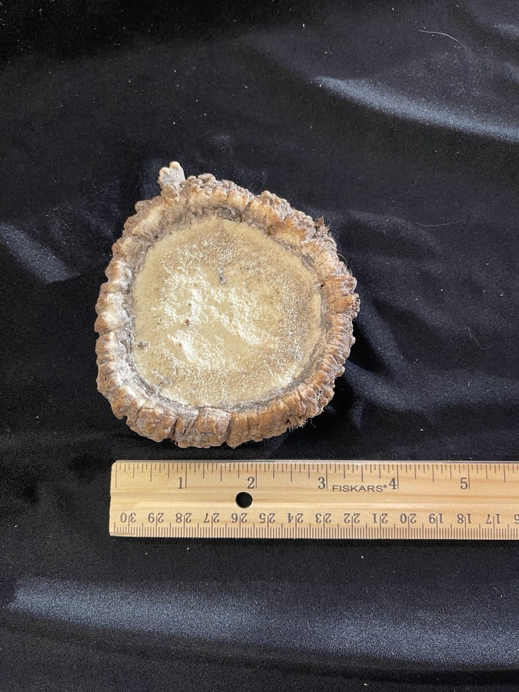 NICE LARGE ELK BURR/ROSETTE/CROWN
