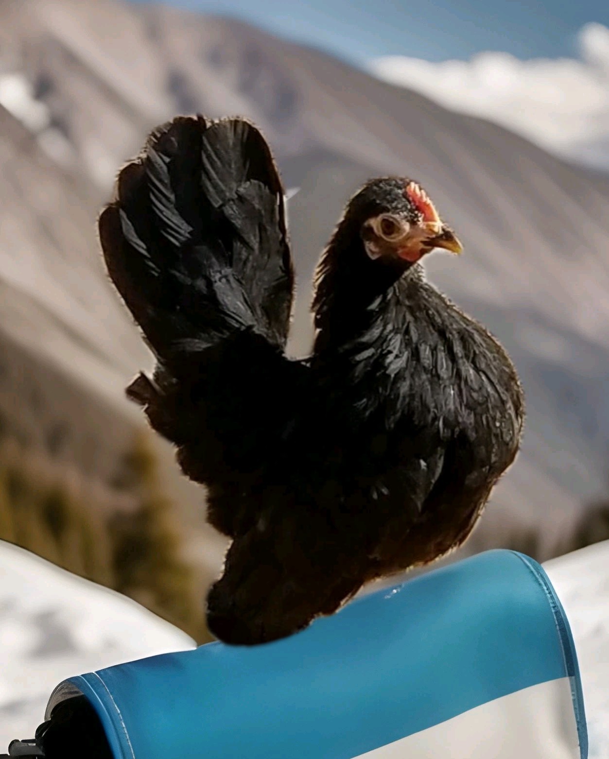 5+ Micro To Size A & B 100% Pure Serama Hatching Eggs Malaysian And Traditional