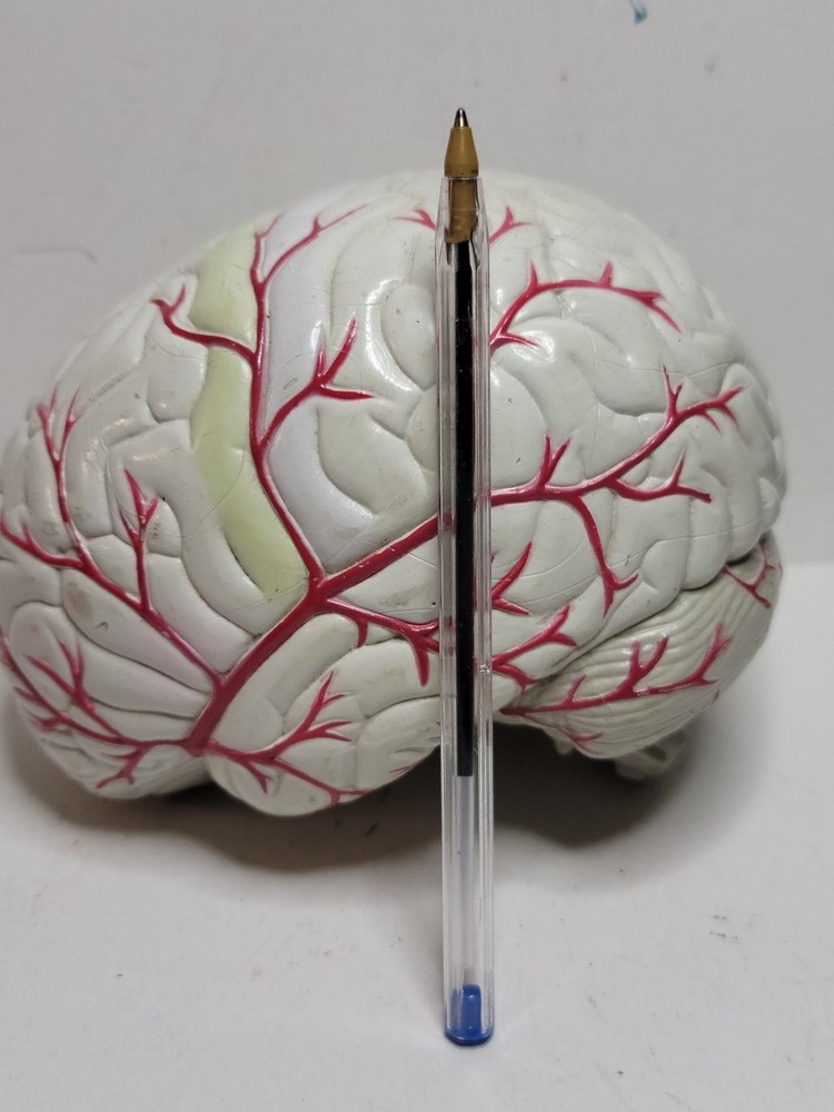 Human Brain Display Two parts Hard Plastic