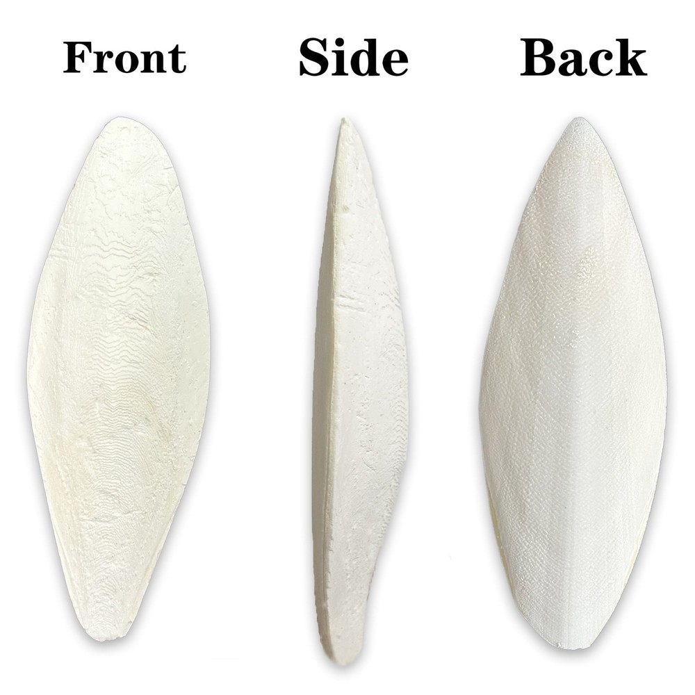 Bird Cuttlebone for Parakeets Cuttlebone for Birds Natural Cuttlefish Bone Bulk