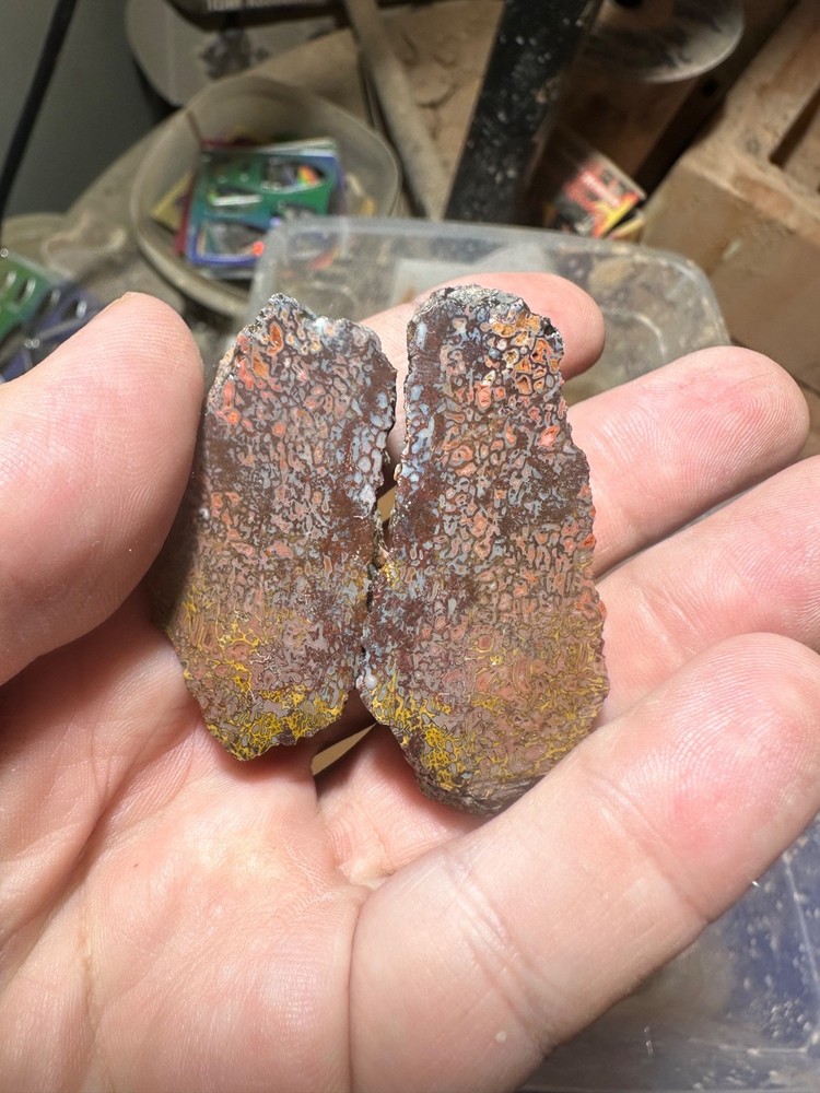 Dinosaur bone rough **hxtled split