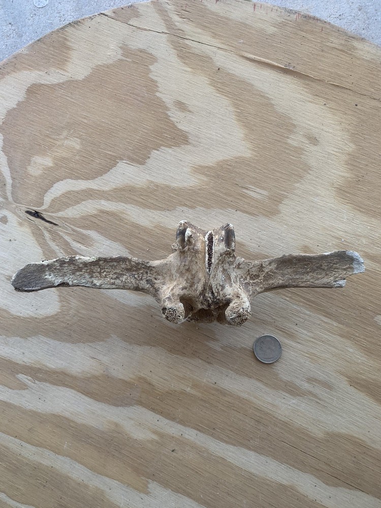 Fossilized Bison Bones