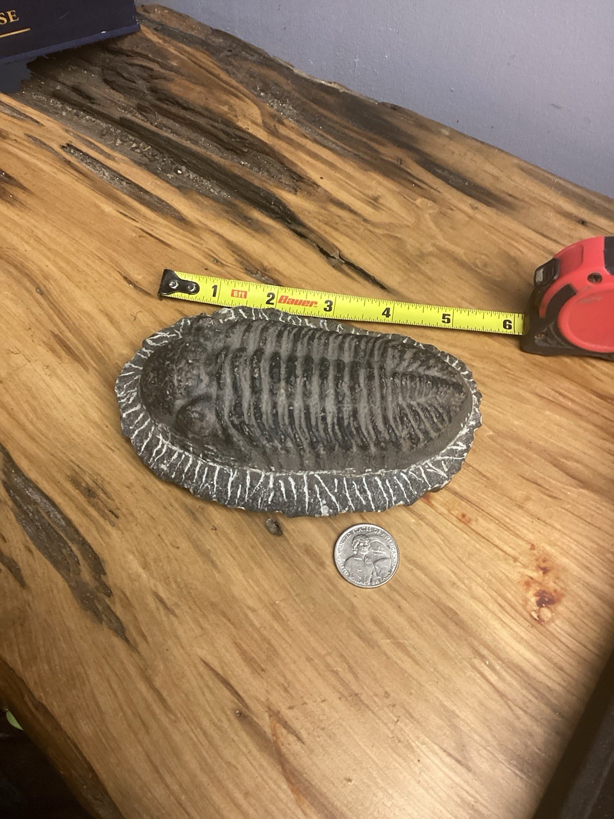 Fossil Trilobite Very Large Fossilized Specimen Free Shipping