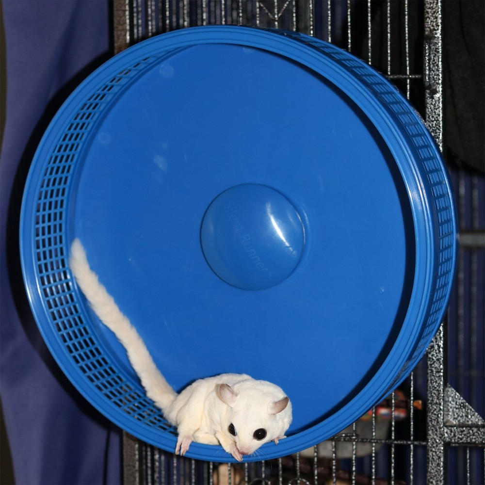 Silent Runner Pro Blue - Durable Pet Exercise Wheel with Stand