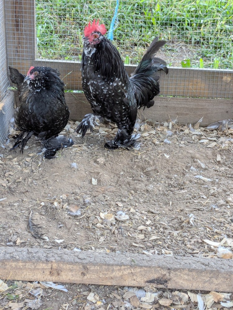 8 Black Mottled D’uccle Hatching Eggs
