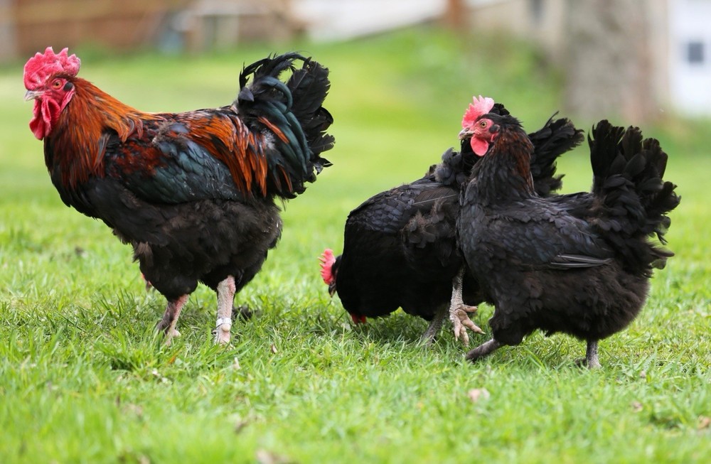 10++ NPIP Black Copper Maran Hatching Eggs - Read Description