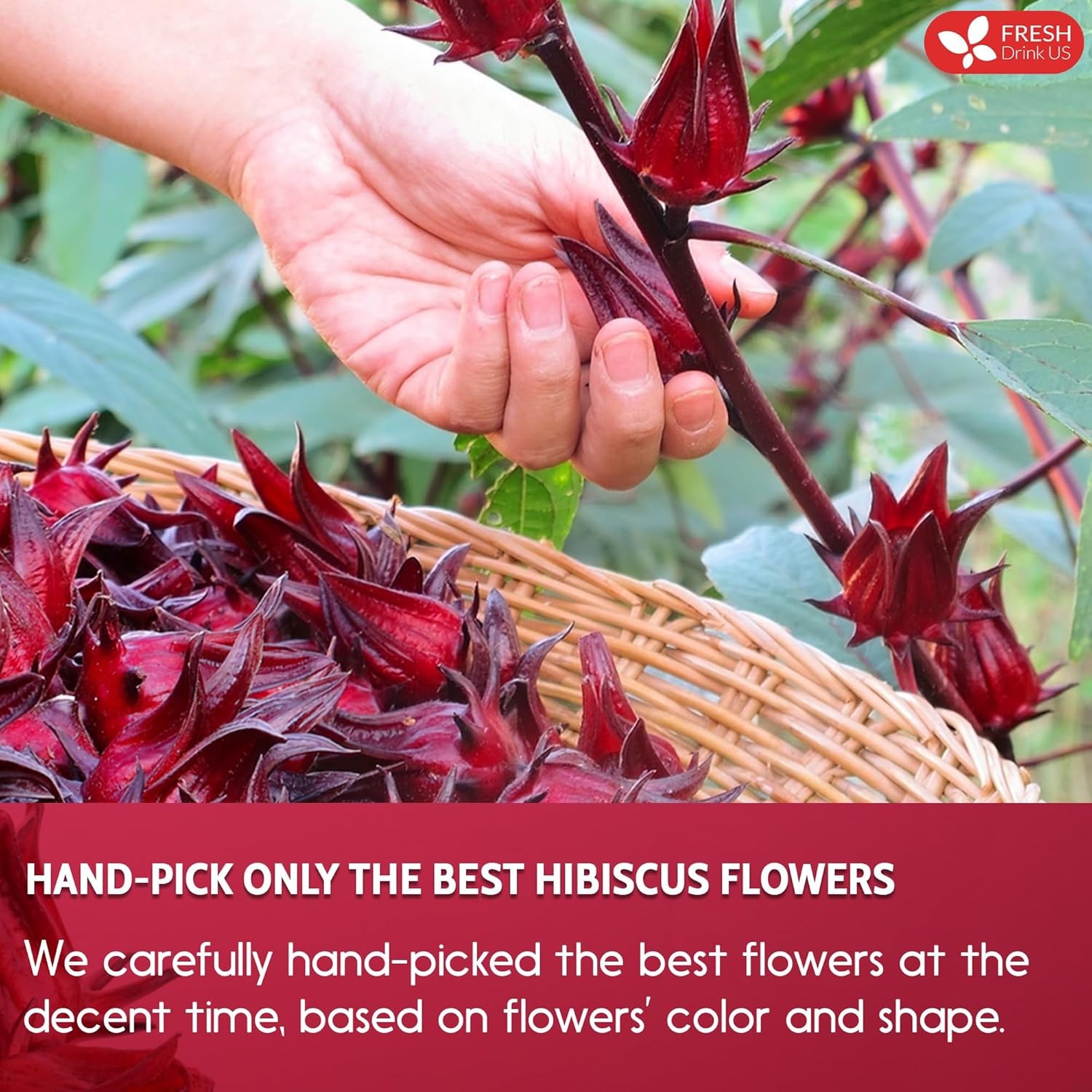 , Premium 140 Hibiscus Flowers Tea Bags, 100% Natural, Handmade & Pure from Hibi