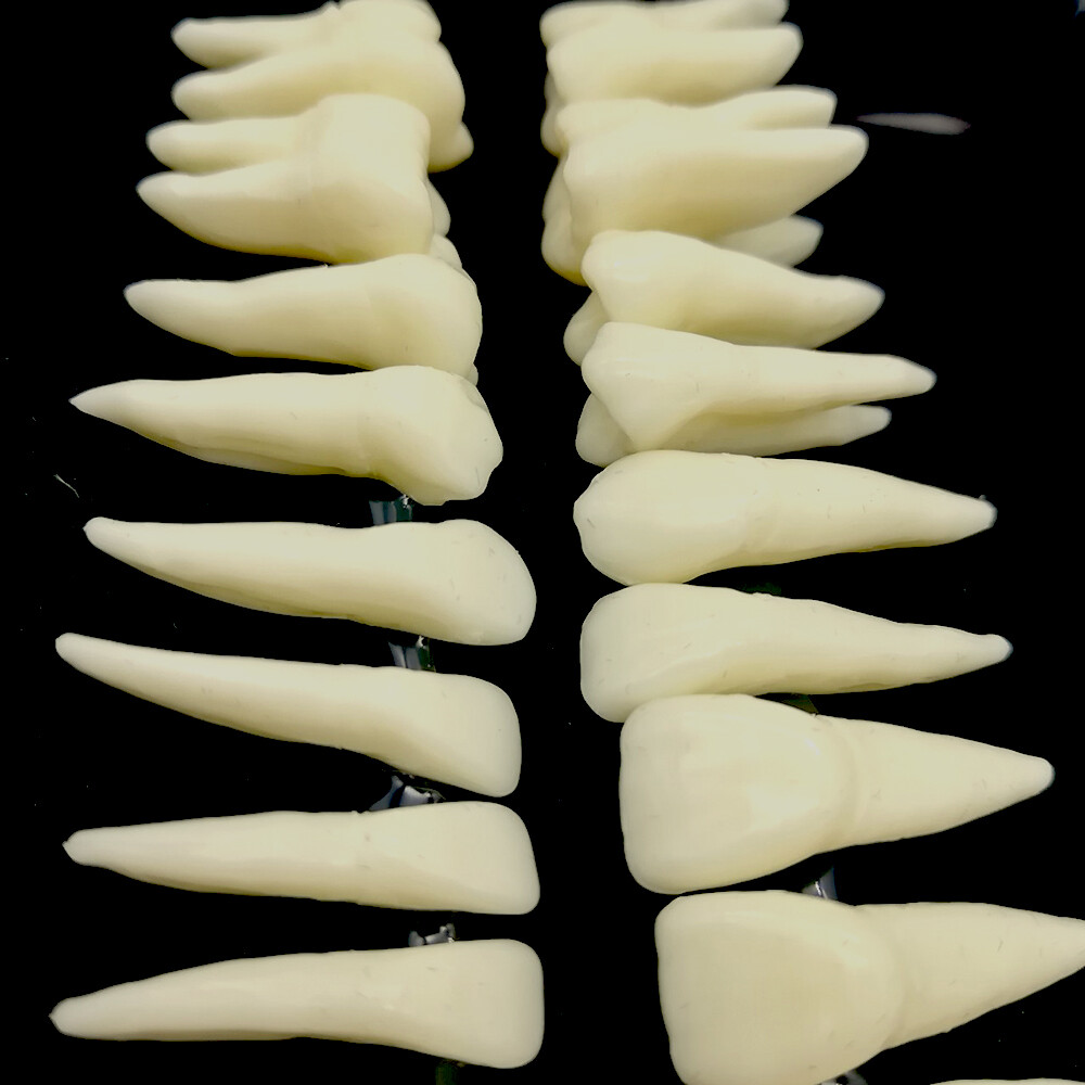 28Pcs Dental 1:1 Permanent Teeth Demonstration Full Teeth Study Teach Model