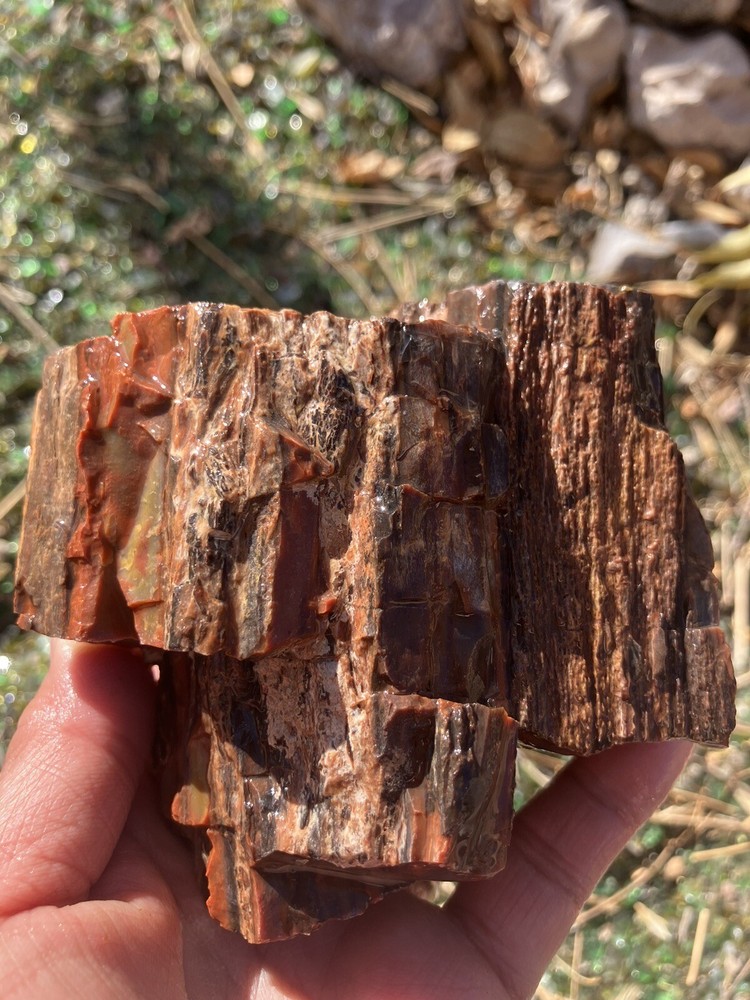 Arizona Petrified Wood