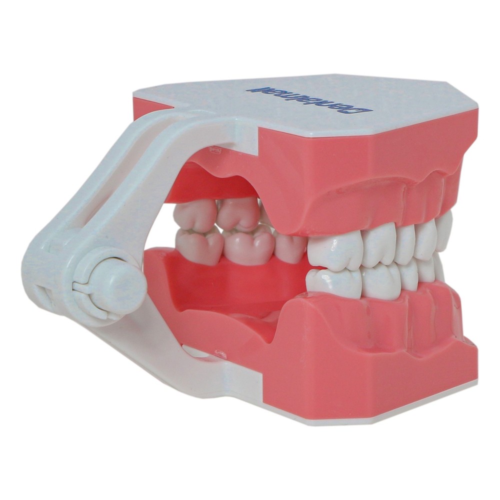 Dental Brushing Flossing Practice Teeth Typodont Model Teaching Studying M7010-1