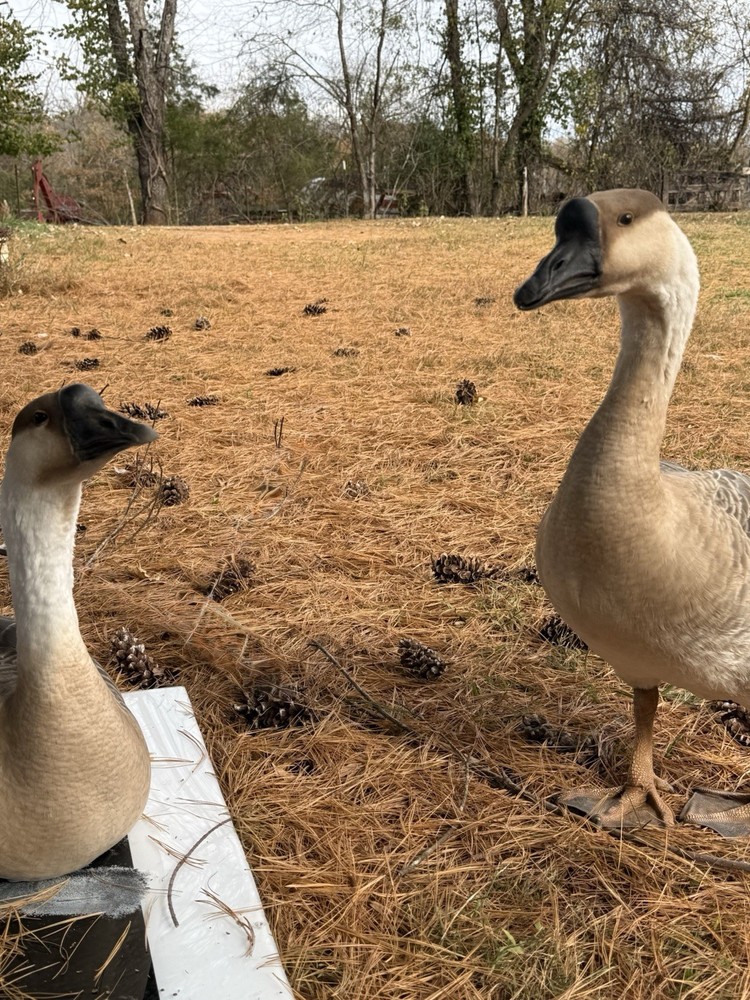 8 Geese Eggs