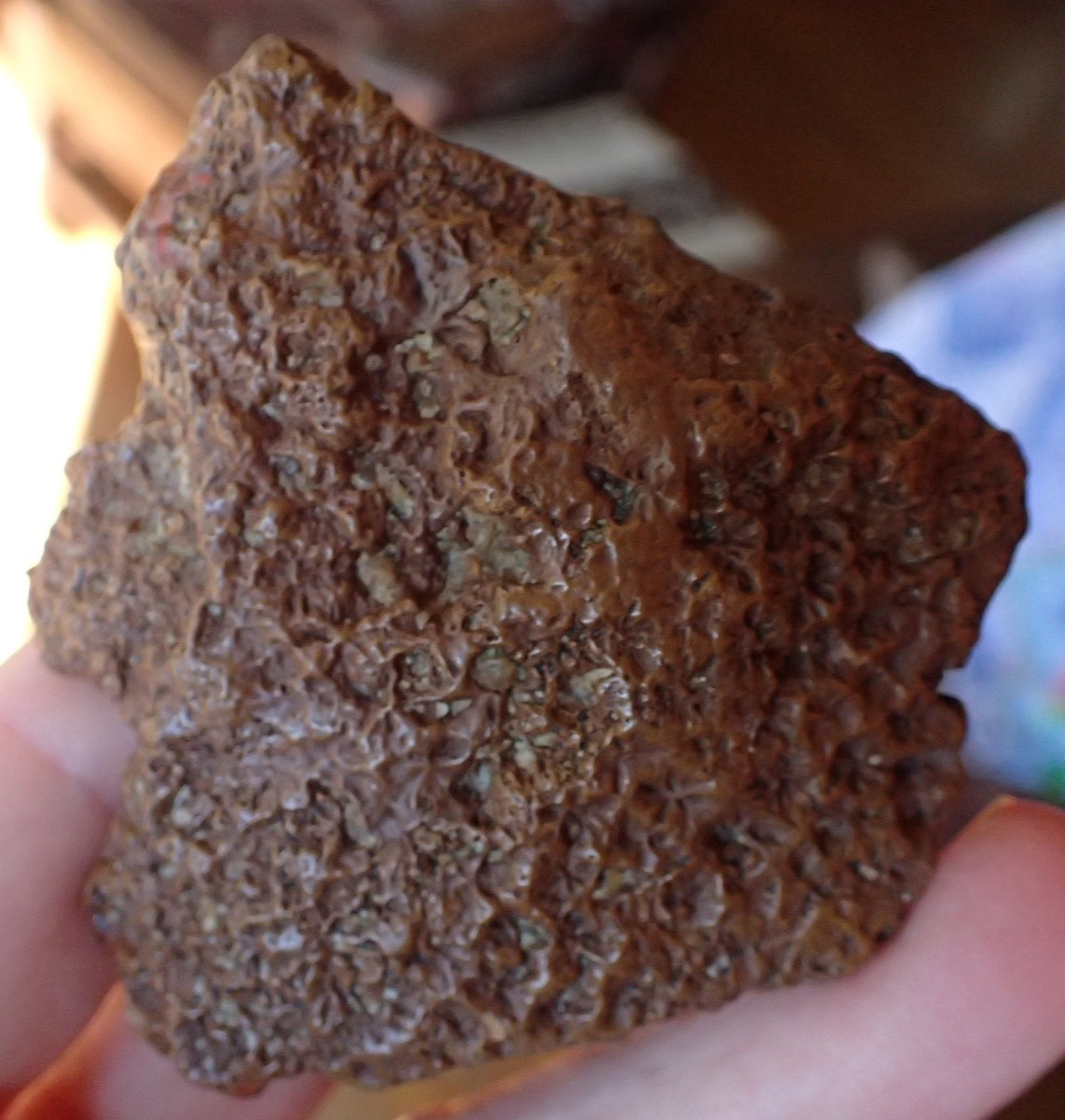 Botryoidal Fossil Coral Geode Fragment GA Agate Amber Display Sea Specimen WC51