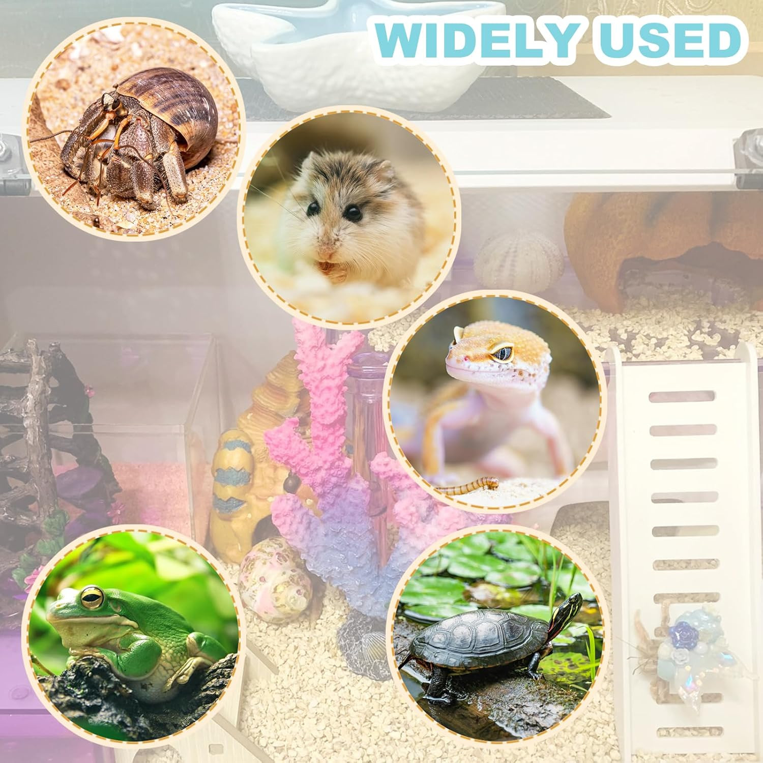 Hermit Crab Accessories - Platform with Ladder and Food Dish, Hermit Crab Climbi