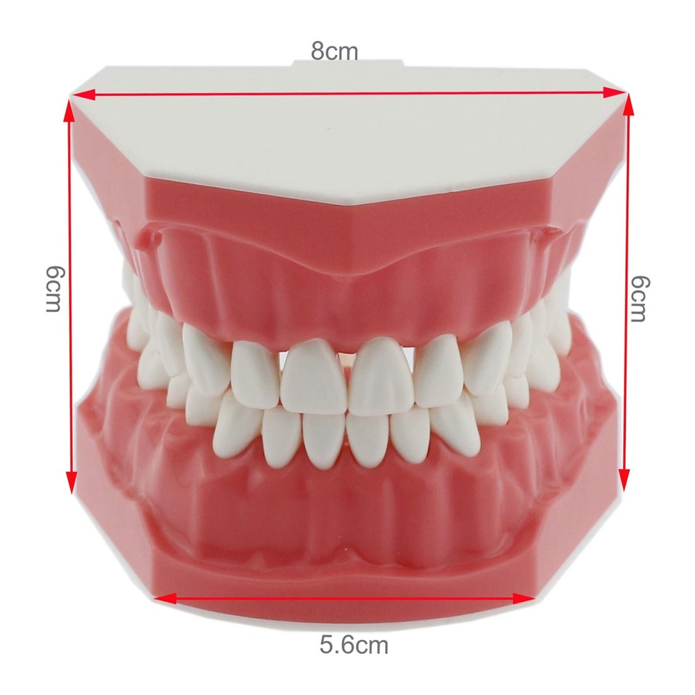 Dental Brushing Flossing Practice Teeth Typodont Model Teaching Studying M7010-1