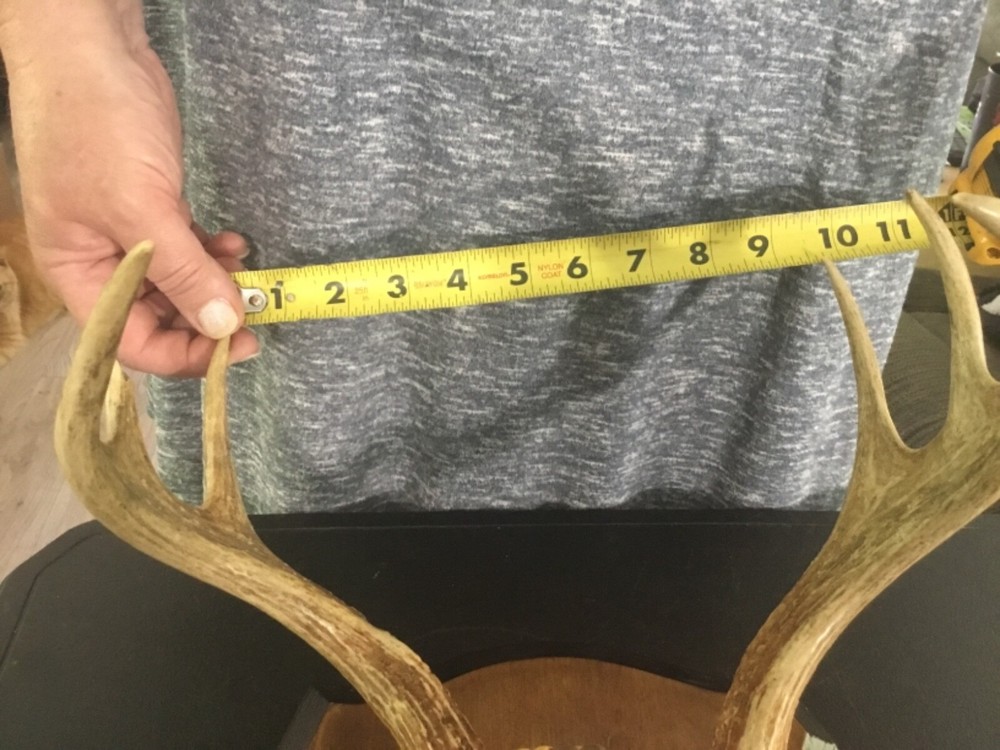 Mounted Deer Antlers #4