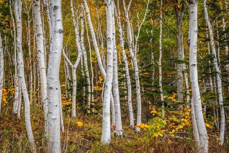 Canoe / White Birch Tree, Single Tree - Live Bare Root Plant