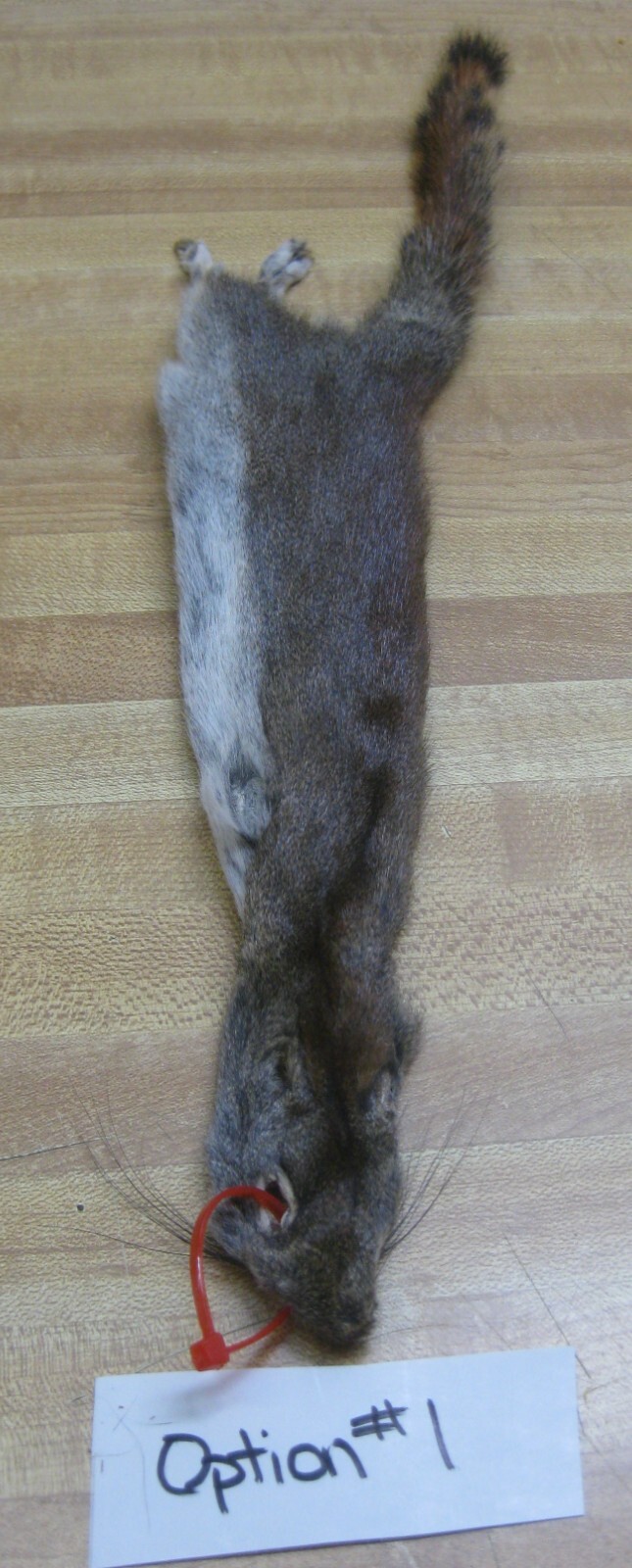 Canadian Red Squirrel Tanned Fur - Craft - Red Tag