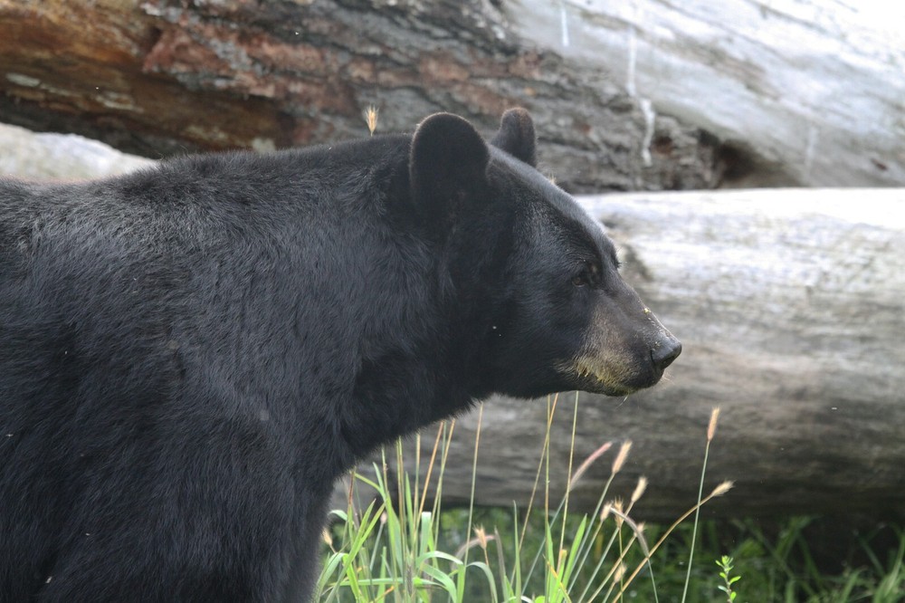 Black Bear Taxidermy Reference Photo Cd