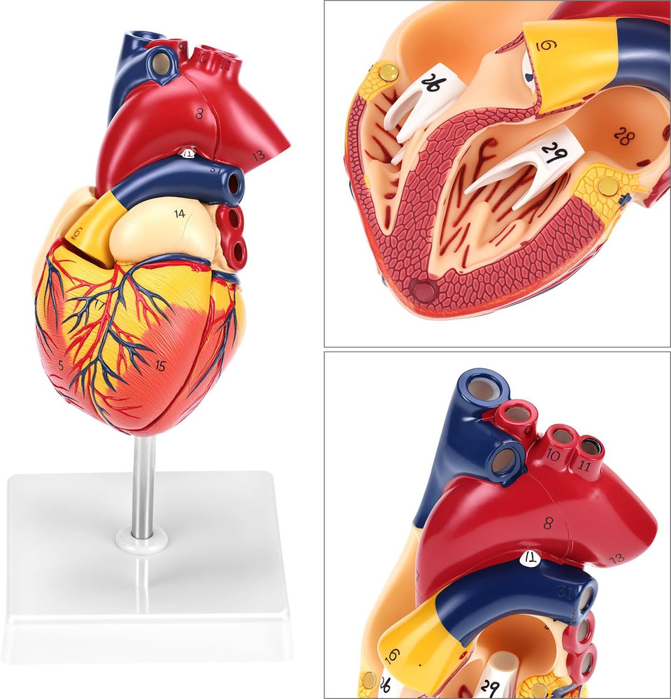 Life Size Human Heart Model, Anatomically Accurate 2-Part Model with Detachable