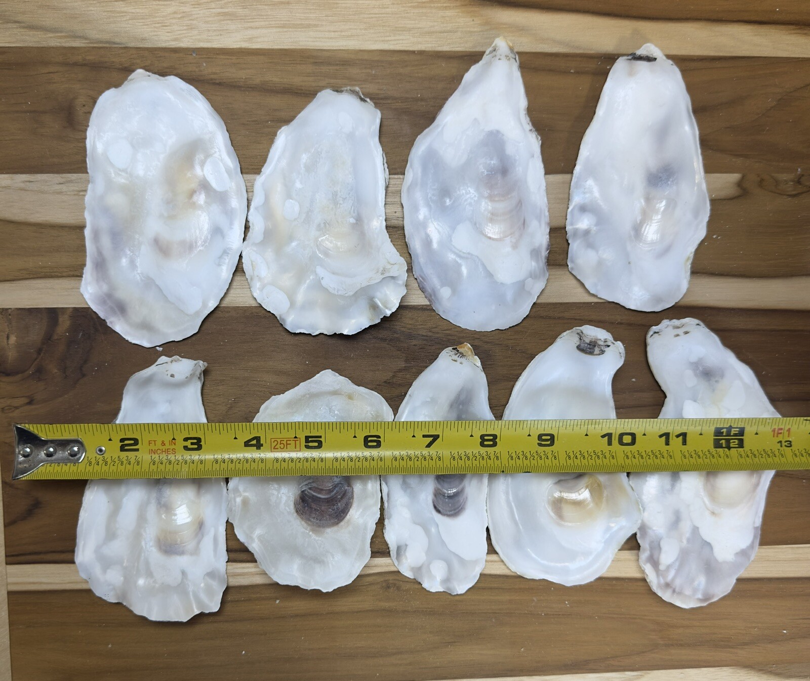 180 Oyster Shells Flat Side 3-4.5” Bulk Clean No Smell Art Jewelry Dish