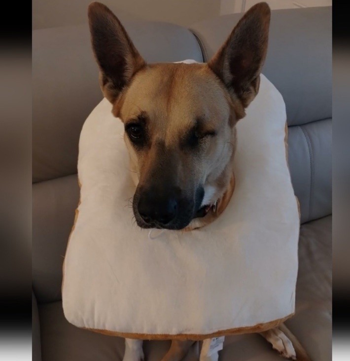 Hombys Soft Dog Cone Collar Toast Shape Spay Neuter Surgery Recovery Size Large