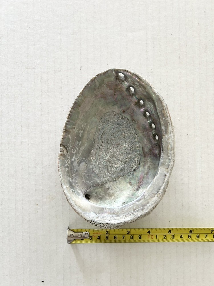Large Natural Abalone Shell