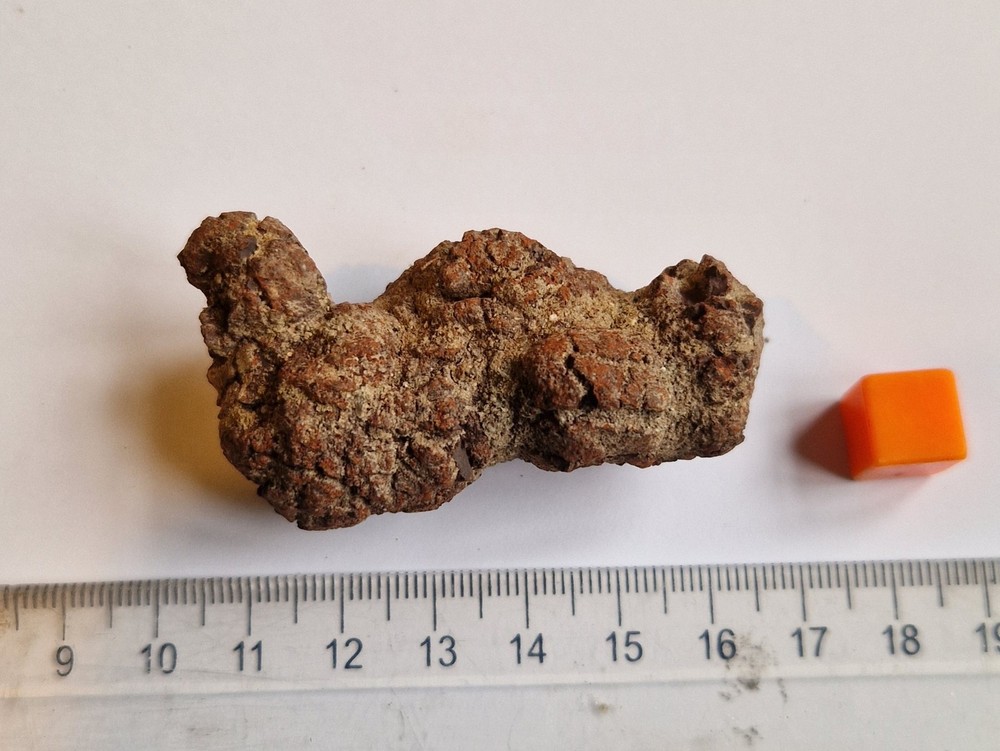 Turtle Coprolite - Madagascar - Fosslised Poo - Eocene  5.9cm