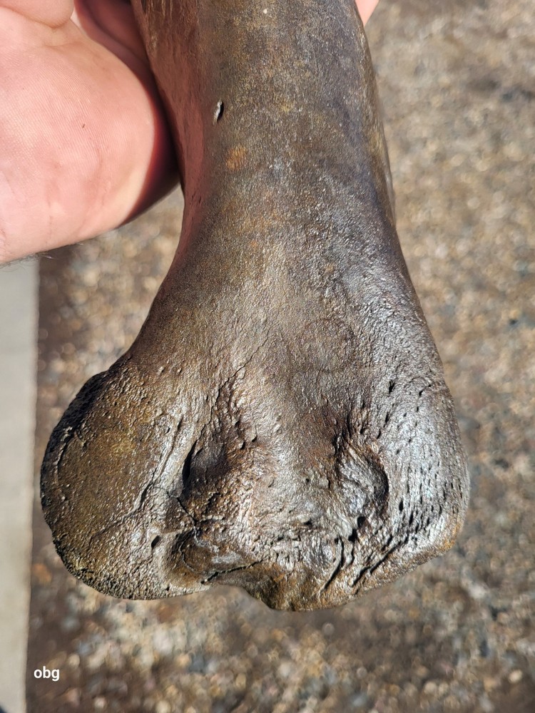 Historic Bison Humerus Bone not a fossil