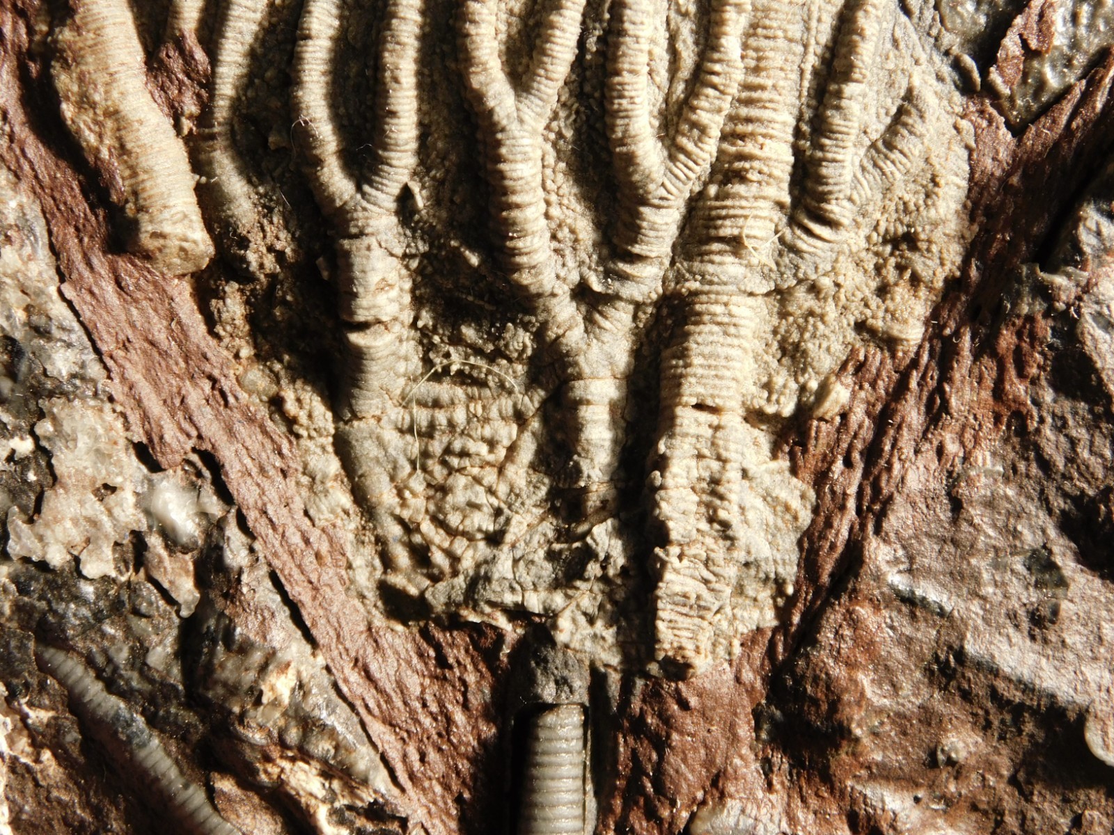 430 Million Year Old! CRINOID Fossil or Sea LILY Fossil Morocco 505gr