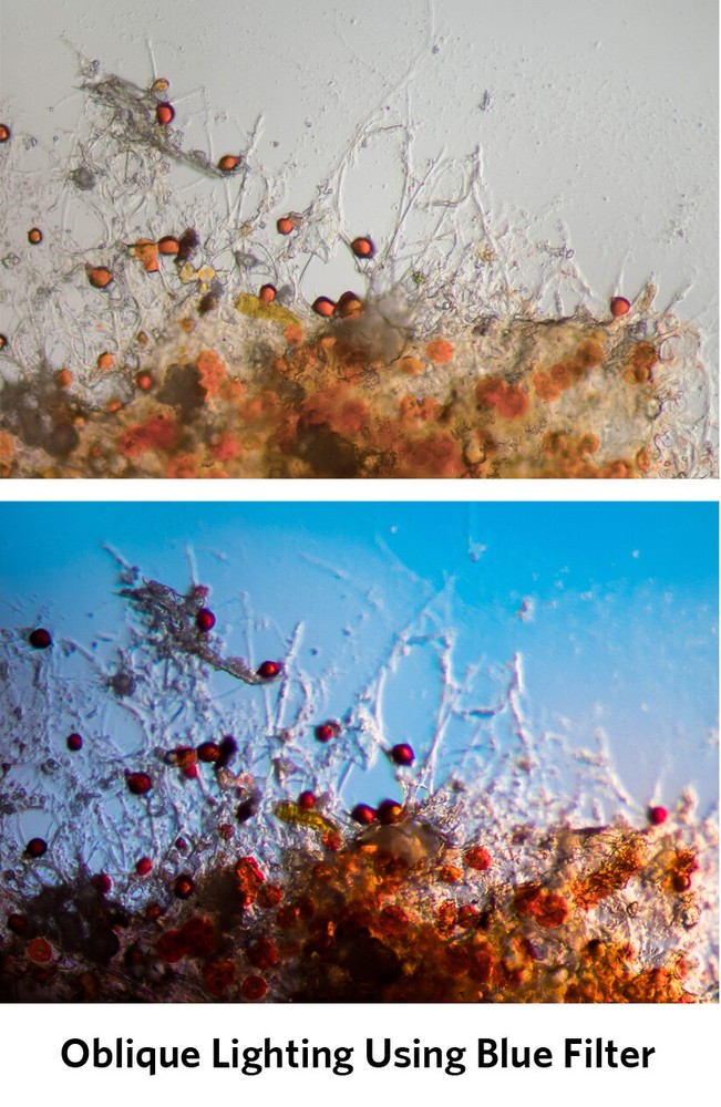 Sturdy Microscope Eyepiece Camera Adapter for Smartphone & iPhone