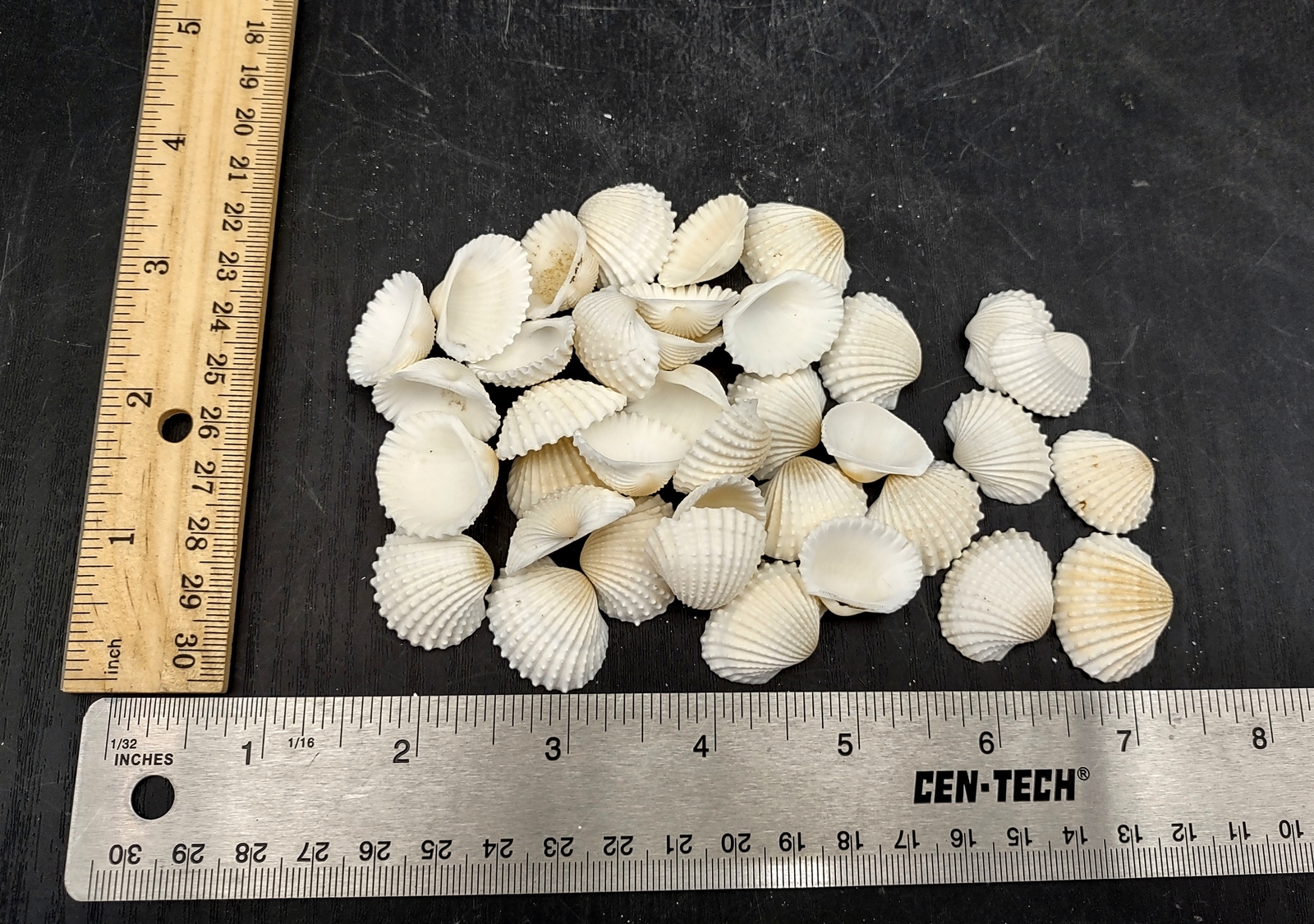 White Ark Clam Seashells Andara Granosa (approx. half cup 35+ shells 0.5+ in.)