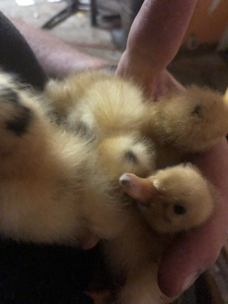 ancona duck eggs, Dozen